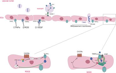 The transient receptor potential channels in rheumatoid arthritis: Need to pay more attention